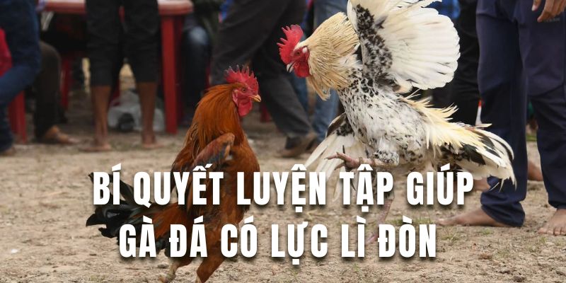 Nắm rõ bí quyết luyện tập giúp gà trở nên có lực lì đòn