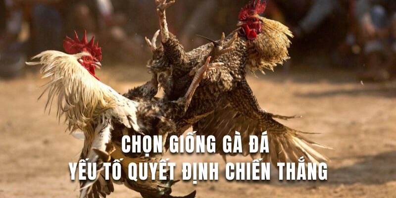 Tìm hiểu cách chọn gà đá chuẩn cho người chơi chưa biết